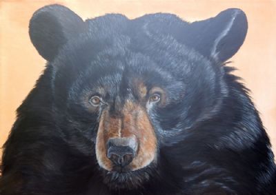 black bear